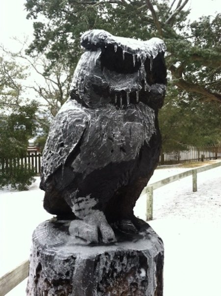 Snowy With A Chance of Owls